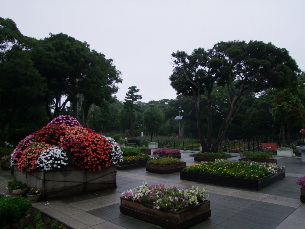 🌿 에노시마 사무엘 코킹 정원 (Enoshima Samuel Cocking Garden) 이미지 5